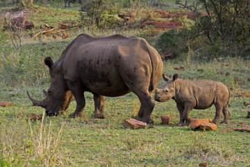 Rhino mother and child