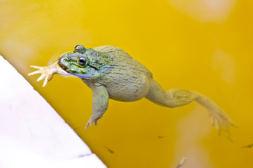 Edible frog in pond