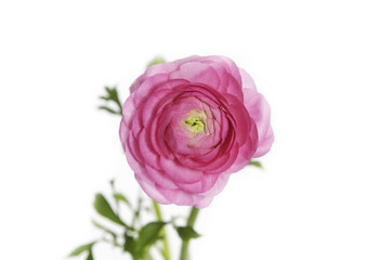 beautiful single flower pink ranunculus