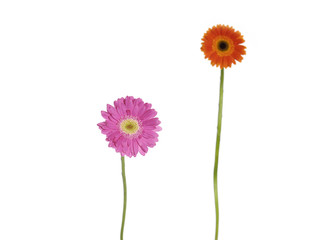 Red and pink gerberas on white background
