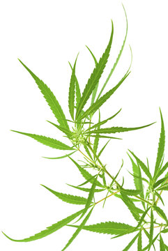 cannabis