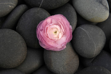 Fototapeta na wymiar Still life with pink ranunculus isolated with zen stones