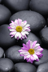Two pink gerbera with stones on wet background