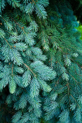 Blue Spruce detail