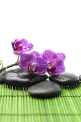 Branch pink orchid with zen stones on green mat