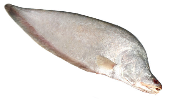 Humped Featherback or Fresh water Chitol fish of Southeast Asia