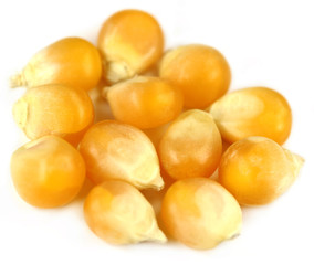 Corns over white background