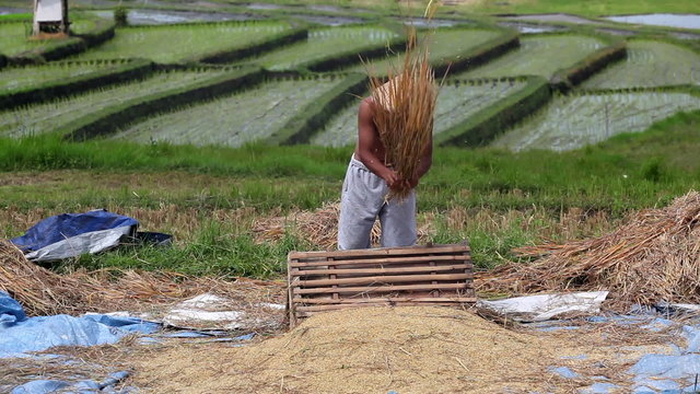 Harvest: strong man threshes rice on bali