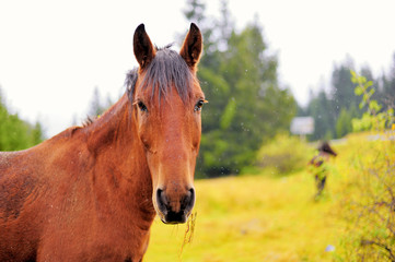 Fototapeta premium Horse in the autumn background