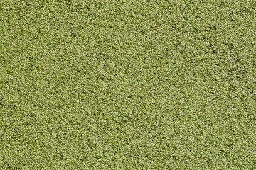 duckweed