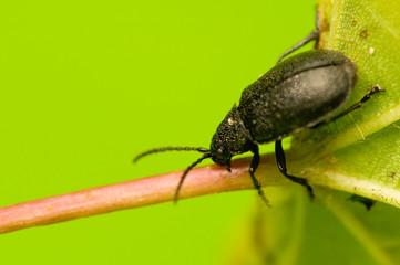 Beetle