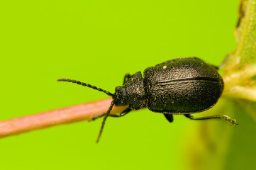 Beetle
