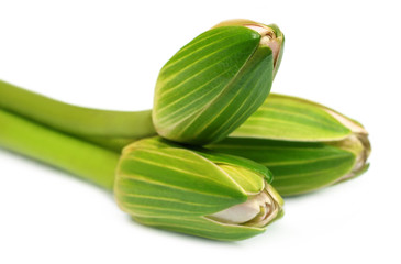 Edible water lilies over white background