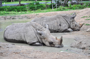 Rhino Laying in The Mud Pond