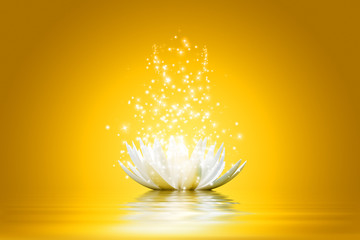 Lotus flower - 45781766