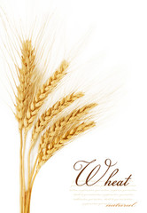 wheat