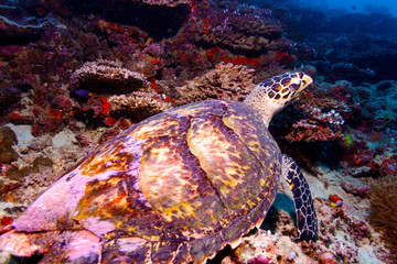 Sea Turtle on Coral Tropical Reef