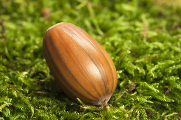 One brown acorn as close up view on green moss