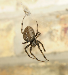 Spider