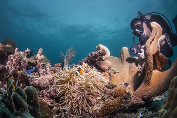 Fotobehang duiker op een rif © paulcowell