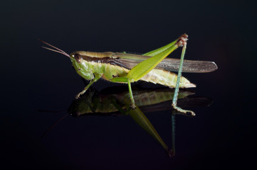 Grass hopper close up on mirroring glass