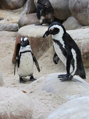 Naklejka premium pingouin