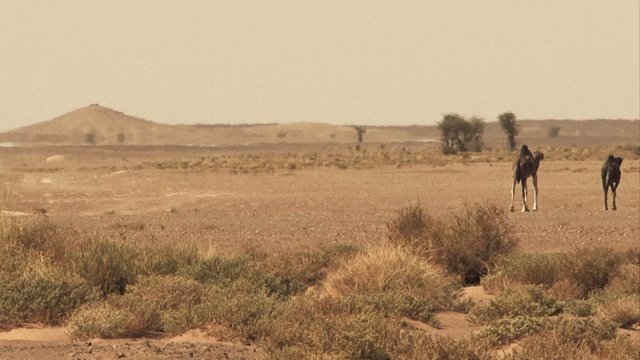 A video of a camel walking in the desert on a sunny day can be a fascinating exploration of the arid landscapes of the world. The video may begin  shot of the vast, open desert with the blue sky. 