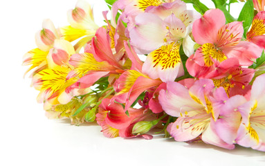 Bouquet of Alstroemeria flowers  lying on a white background.