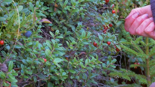 Blau- und Preiselbeeren