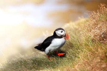 Puffin