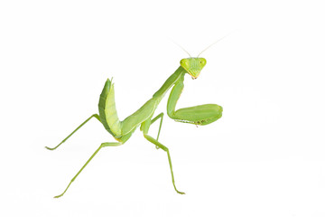 Praying mantis  isolated on white background