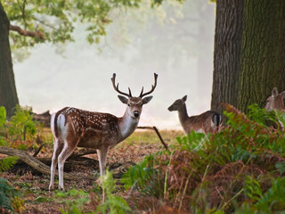 Fallow deer stag portrait in Autumn foggy morning