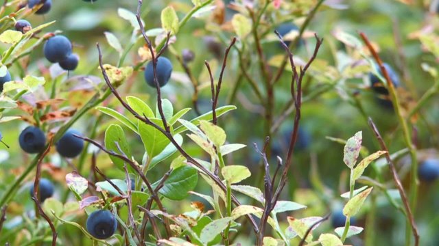 Blau- und Preiselbeeren