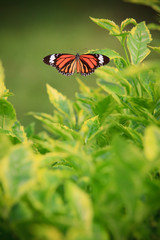 butterfly on green tree