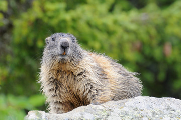 Marmotte sauvage en observation sous la pluie