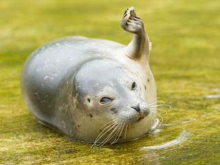 Naklejka premium Common seal resting in the water