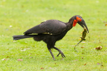 Southern Ground hornbill (Bucorvus leadbeateri)