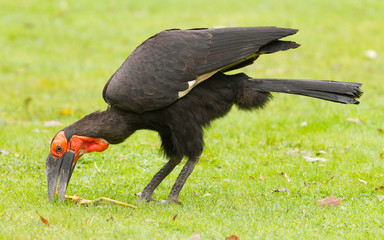 Southern Ground hornbill (Bucorvus leadbeateri)