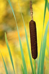 Reed in the sunset light © voltan