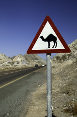 road warning sign for camels in dubai