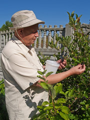 Мужчина собирает черноплодную рябину на даче