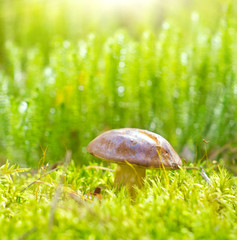 Mushroom in green moss