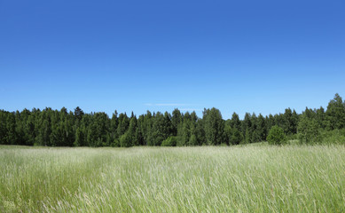Fototapeta na wymiar Piękne pole z lasu na horyzoncie