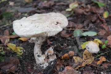 Champignon foret