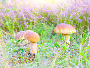 Mushrooms in summer forest