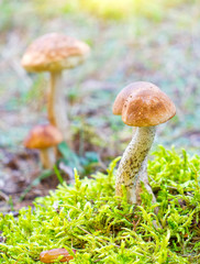 Mushrooms (Boletus edilus) in summer forest