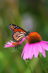 Fototapeta premium Monarch na Coneflower