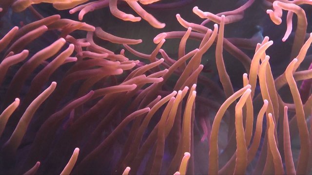 Underwater Compilation