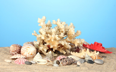 Obraz na płótnie Canvas Koral morze z muszli na niebieskim tle bliska