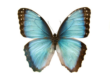 Gros plan macro sur un papillon bleu isolé